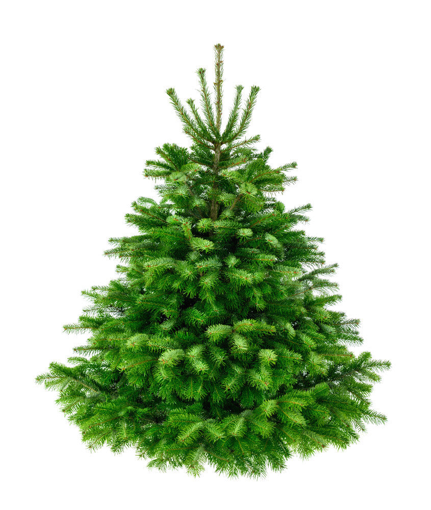 5ft – 6ft Nordmann Fir Real Christmas Tree. Excellent needle retention.