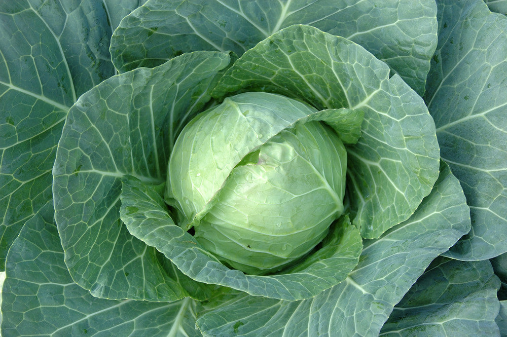 Cabbage primo