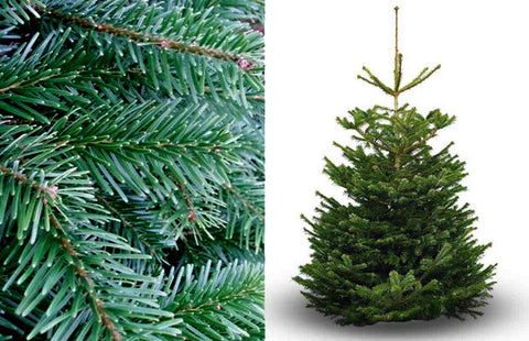 6ft – 7ft Nordmann Fir Real Christmas Tree. Excellent Needle Retention